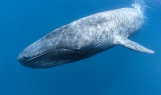 世界上最大的鲸是什么鲸啊 世界上最大的鲸